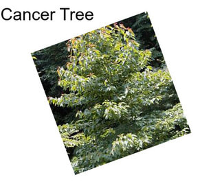 Cancer Tree