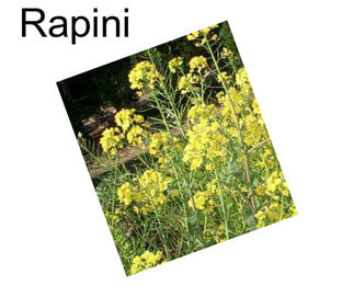 Rapini