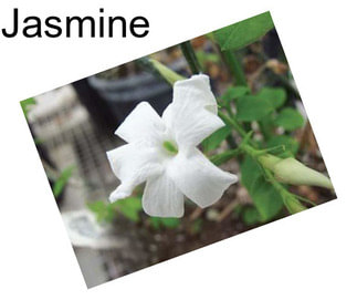 Jasmine