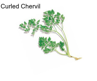 Curled Chervil