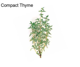 Compact Thyme