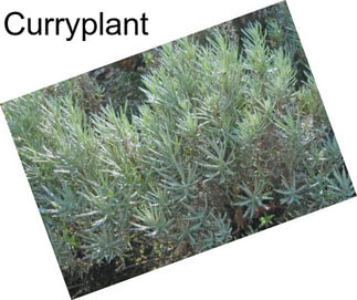 Curryplant