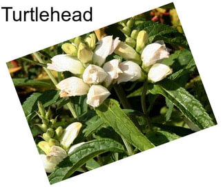 Turtlehead