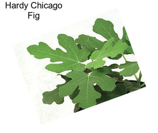 Hardy Chicago Fig