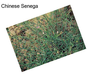 Chinese Senega