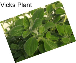 Vicks Plant