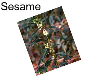 Sesame