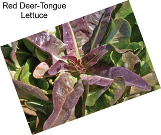 Red Deer-Tongue Lettuce