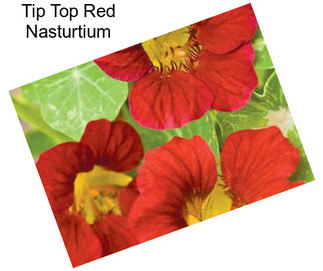 Tip Top Red Nasturtium