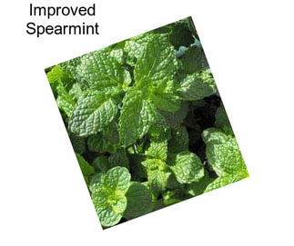 Improved Spearmint