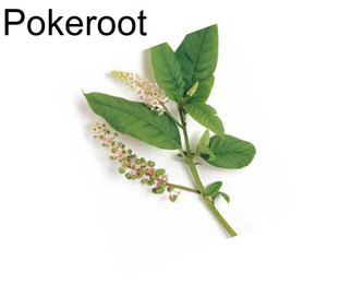 Pokeroot