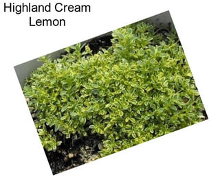 Highland Cream Lemon