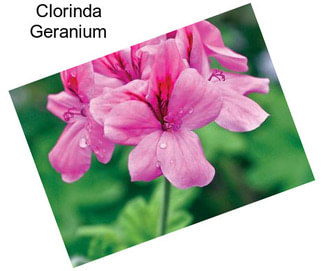 Clorinda Geranium