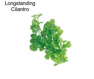 Longstanding Cilantro