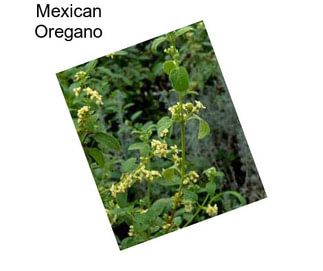 Mexican Oregano