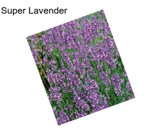 Super Lavender