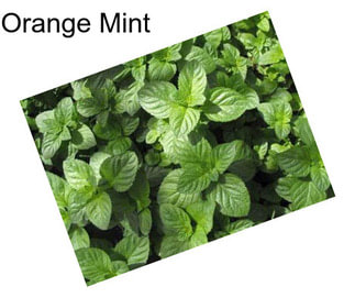 Orange Mint