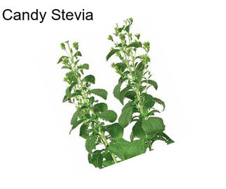 Candy Stevia