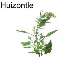 Huizontle