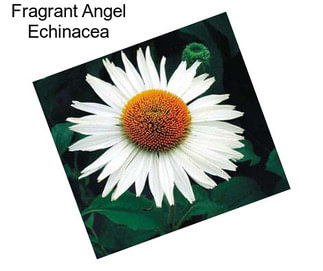 Fragrant Angel Echinacea