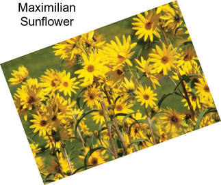 Maximilian Sunflower