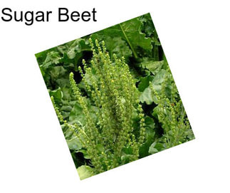 Sugar Beet