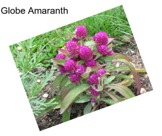 Globe Amaranth