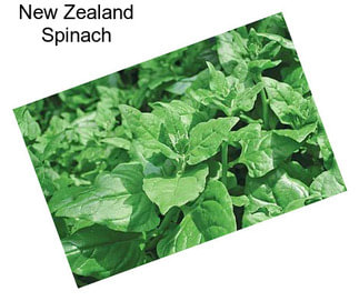 New Zealand Spinach