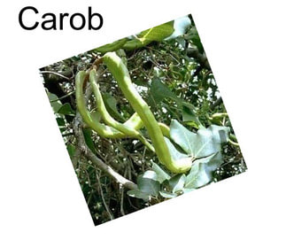 Carob