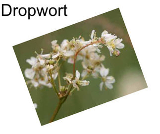 Dropwort