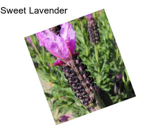 Sweet Lavender