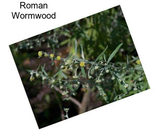 Roman Wormwood