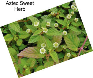 Aztec Sweet Herb