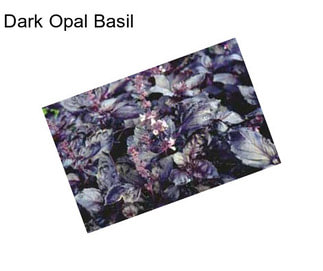 Dark Opal Basil