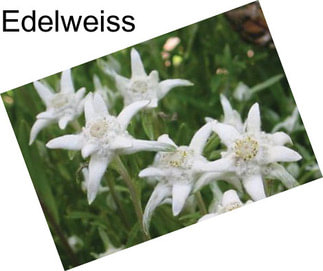 Edelweiss