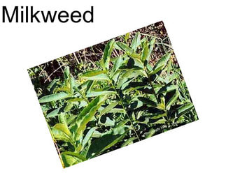 Milkweed