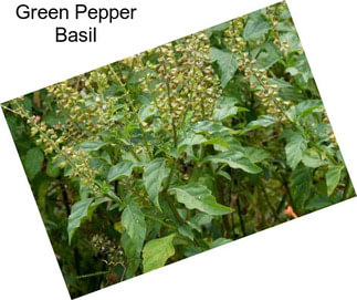 Green Pepper Basil