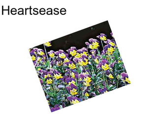 Heartsease