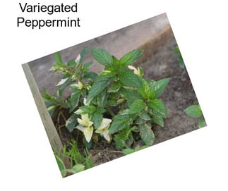 Variegated Peppermint