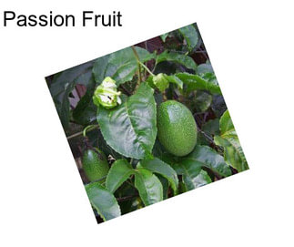 Passion Fruit