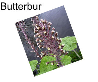 Butterbur