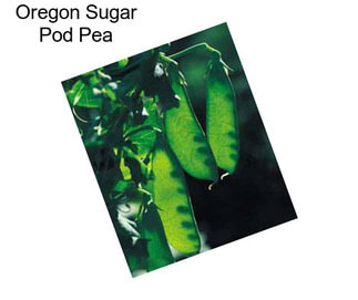 Oregon Sugar Pod Pea