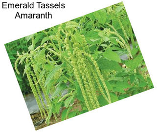 Emerald Tassels Amaranth