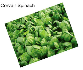 Corvair Spinach