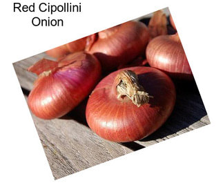 Red Cipollini Onion