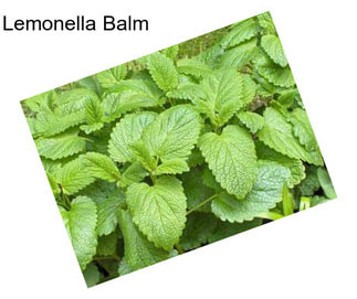 Lemonella Balm