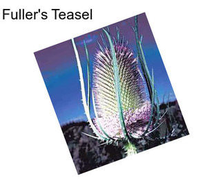 Fuller\'s Teasel