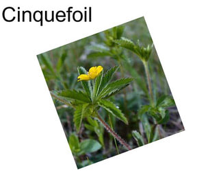 Cinquefoil