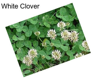 White Clover