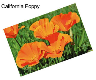 California Poppy